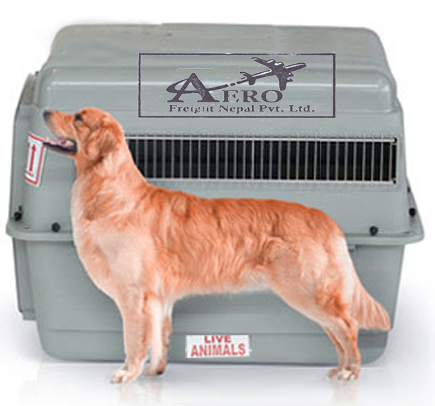 Pet transport